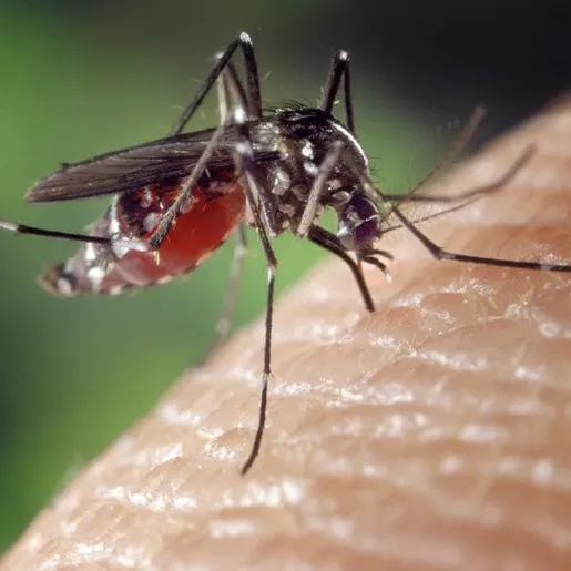 Municípios passam por levantamento para diagnosticar riscos de transmissão de Dengue e Chikungunya