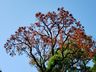 Engenheiro agrônomo destaca floração da corticeira, uma árvore medicinal