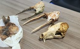 Operação “Ame Bicho” prende duas pessoas por caça ilegal e maus-tratos a animais