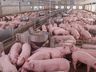 ACCS alerta para o máximo de cuidado com a biosseguridade