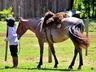 Cavalgada da Integração Sul-Brasileira passa por SMO e segue rumo à Fronteira 