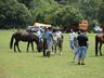 Primeiro encontro Cavalo Marchador reúne mais de 1000 pessoas 
