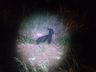 Animal na rodovia causa acidente na SC-305