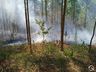 Incêndio de grandes proporções atinge plantação de eucalipto no interior 