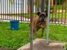 Após suposto Maus-tratos, PC elucida caso e devolve cão à dona em SMOeste