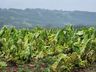 Lavoura de fumo atingida por granizo em Itapiranga | Foto: Arquivo