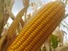 Curso sobre produção de sementes de milho será realizado em Mondaí