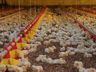 Santa Catarina exporta 328,6 mil toneladas de carnes no primeiro bimestre de 2025