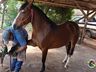 Ferrador de cavalos, uma profissão arriscada e com poucos profissionais 