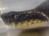 Agricultor de Tunápolis encontra serpente considerada a segunda espécie mais peçonhenta do Brasil