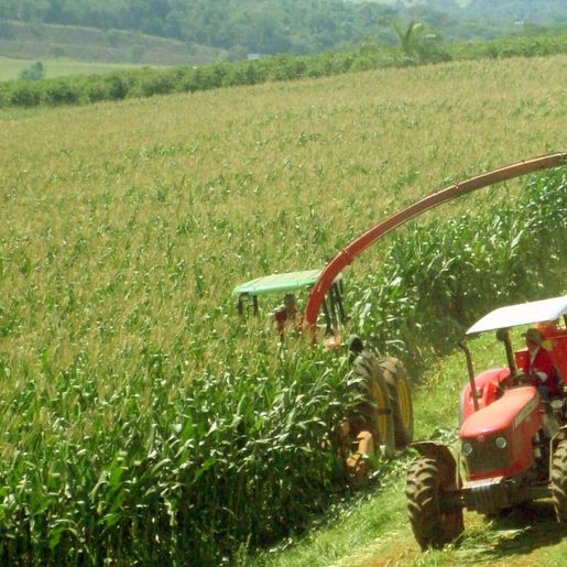 Epagri  destaca importância da análise de solo para uma boa produção de silagem
