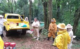 Epagri orienta sobre alimentação de abelhas em períodos de chuva