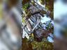 Peixes aparecem mortos em rio que abastece Belmonte e Descanso