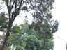 Vento e chuva provocam destelhamento de casas em Palma Sola