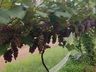 Produtor comemora safra da uva em Guarujá do Sul