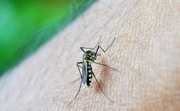Gerência de Saúde de SMO notificou 603 casos prováveis de dengue em 2024 na região