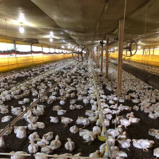 Conder Gestão Ambiental anuncia agilidade em licenças de avicultura