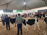 Avaliação de bezerras e novilhas é realizada na 11ª Efrait de Itapiranga