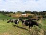 Capacitação sobre nutrição rentável de vacas leiteiras reúne produtores em Bandeirante 