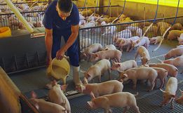 Justiça isenta suinocultores catarinenses de pagarem o Funrural
