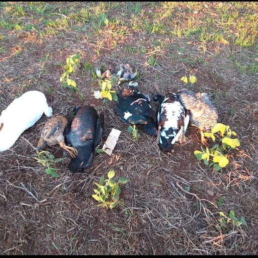 Vários animais são encontrados mortos no interior de Itapiranga