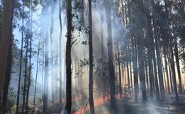 Incêndios florestais mobilizam bombeiros por mais de dez horas em SJCedro
