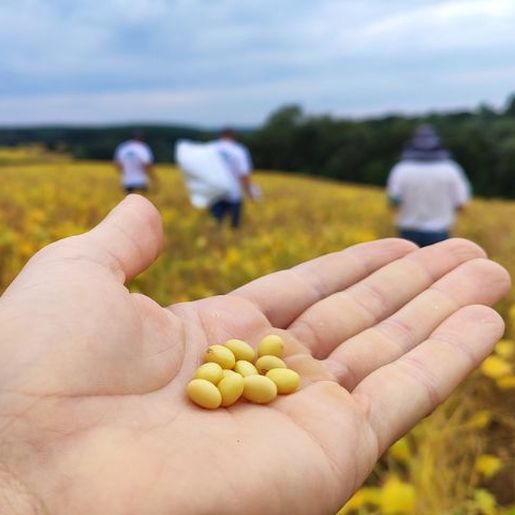 Soja ganha espaço e muda dinâmica da produção de grãos em SC