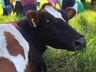 Epagri promove “Programa de Capacitação de Jovens Rurais” em Princesa