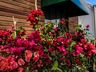 Central Flor, Floricultura e Paisagismo inaugura em São Miguel do Oeste