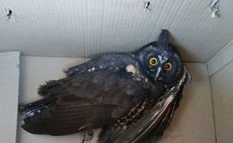 Coruja é resgatada em Palma Sola para ser devolvida à natureza