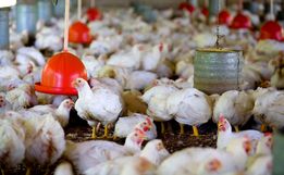 AVIEOSC cobra incentivos do Governo do Estado