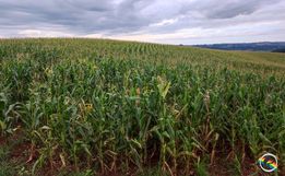 Excesso de chuva gera preocupação com a colheita do milho destinado para silagem