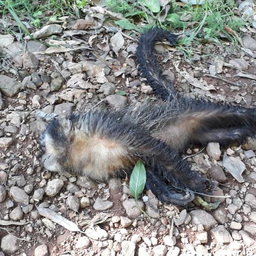 Morador de São João do Oeste encontra macaco morto e acende alerta para a febre amarela 
