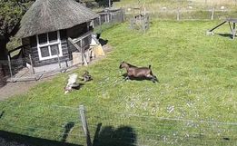 Amiga, estamos aqui! Galo e bode salvam galinha de ataque de falcão