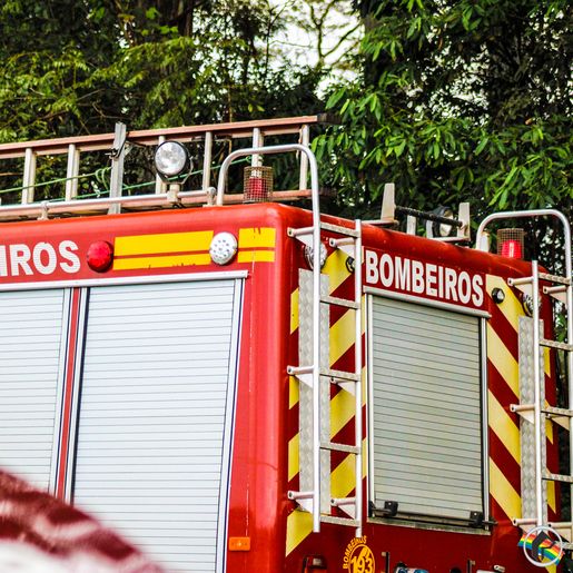 Criança de 6 anos é picada em SC por cobra mais venenosa do país