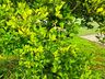 Greening ameaça citricultura em São Miguel do Oeste, e Cidasc reforça medidas de controle