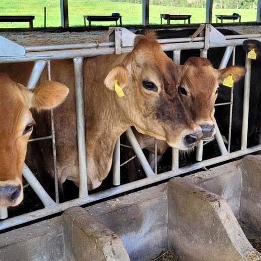 Extremo Oeste notificou mais de 40% dos casos de raiva bovina registrados em SC em 2024