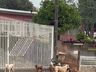Aumento de animais abandonados preocupa entidades de Campo Erê