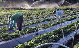 Senado vota liberação de R$ 1,2 bilhão para agricultores atingidos pela seca