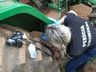 Criança morre em acidente com trator em Flor do Sertão