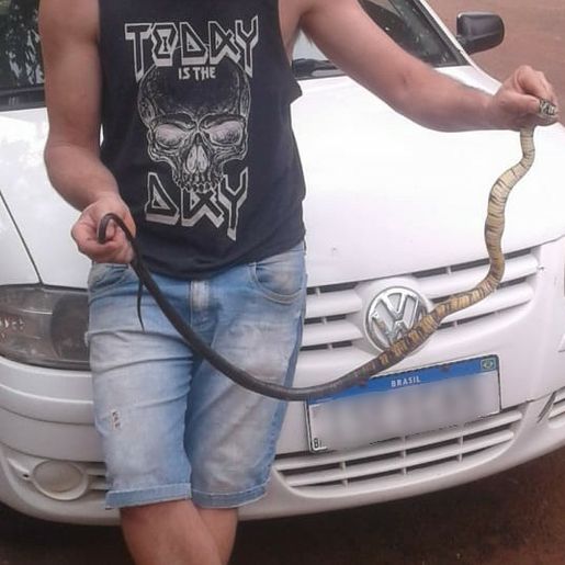 Cobra é encontrada dentro de carro em Pinhalzinho 