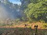 Incêndio no interior de Itapiranga atinge quatro hectares de mata nativa