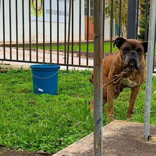 Após suposto Maus-tratos, PC elucida caso e devolve cão à dona em SMOeste