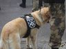 Polícia Militar de Itapiranga inaugura galeria de veteranos