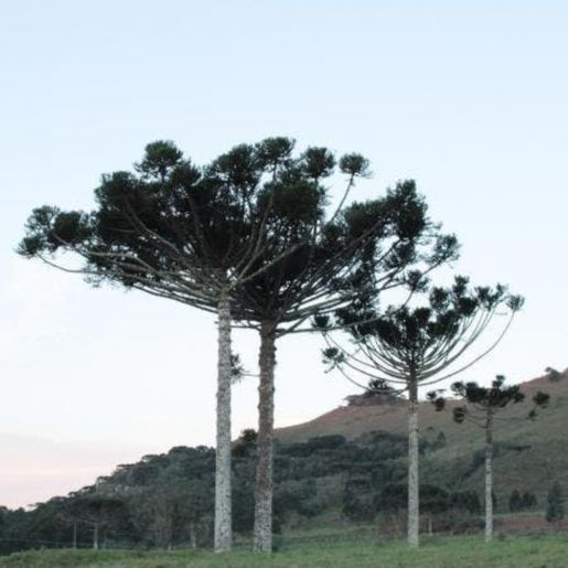Serra Catarinense registra temperaturas negativas e alerta de neve continua