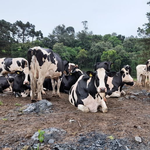 Produtores rurais devem atualizar cadastro na Cidasc até 30 de julho