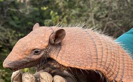 Obra de restauração da BR-163 já protegeu mais de 600 animais silvestres