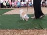 Desfile de cães tem presença de 20 animais na Efrait 2024