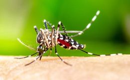 Santa Catarina recebe a primeira remessa de vacinas contra a dengue