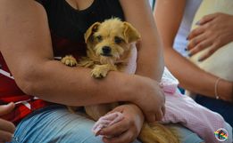 Faismo 2022: Desfile de cães é transferido por conta das condições climáticas 